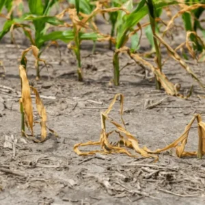 AEXZR® 2 in 1 Vita-Enzyme Solution