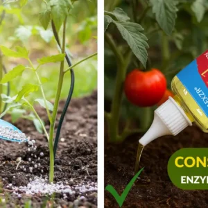 AEXZR® 2 in 1 Vita-Enzyme Solution