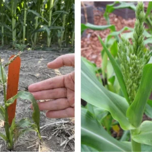 AEXZR® 2 in 1 Vita-Enzyme Solution