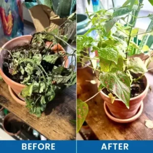 LIMETOW® Baking Soda Powder for Plants
