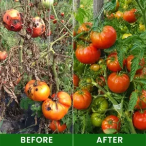 LIMETOW® Baking Soda Powder for Plants