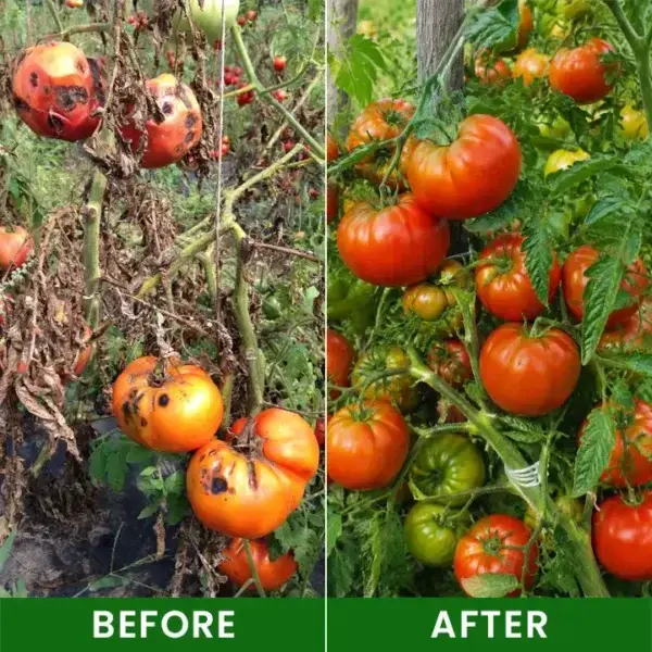 LIMETOW® Baking Soda Powder for Plants